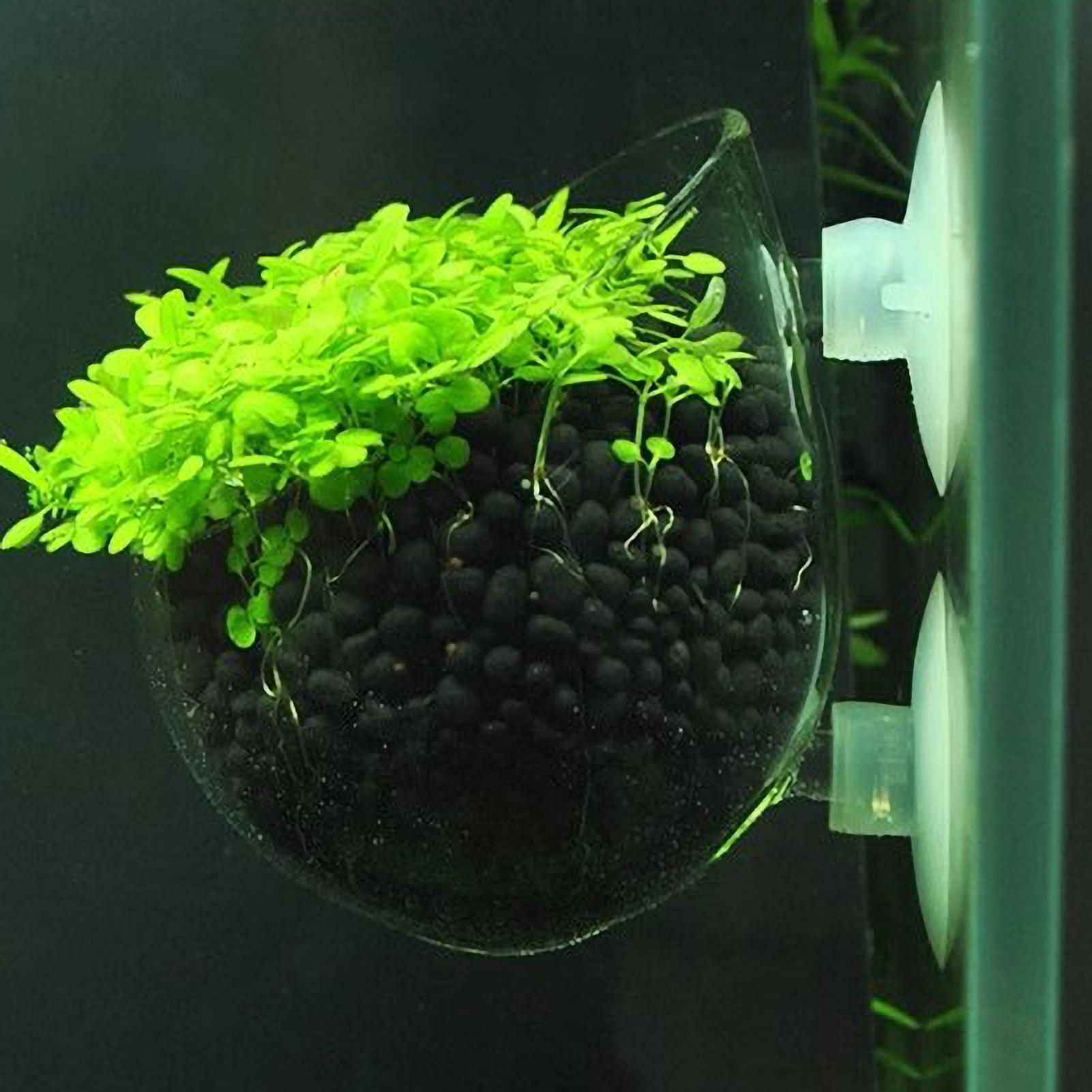 Marine Aquarium Live - Aquarium Plant Holder Glass Aquatic Plant