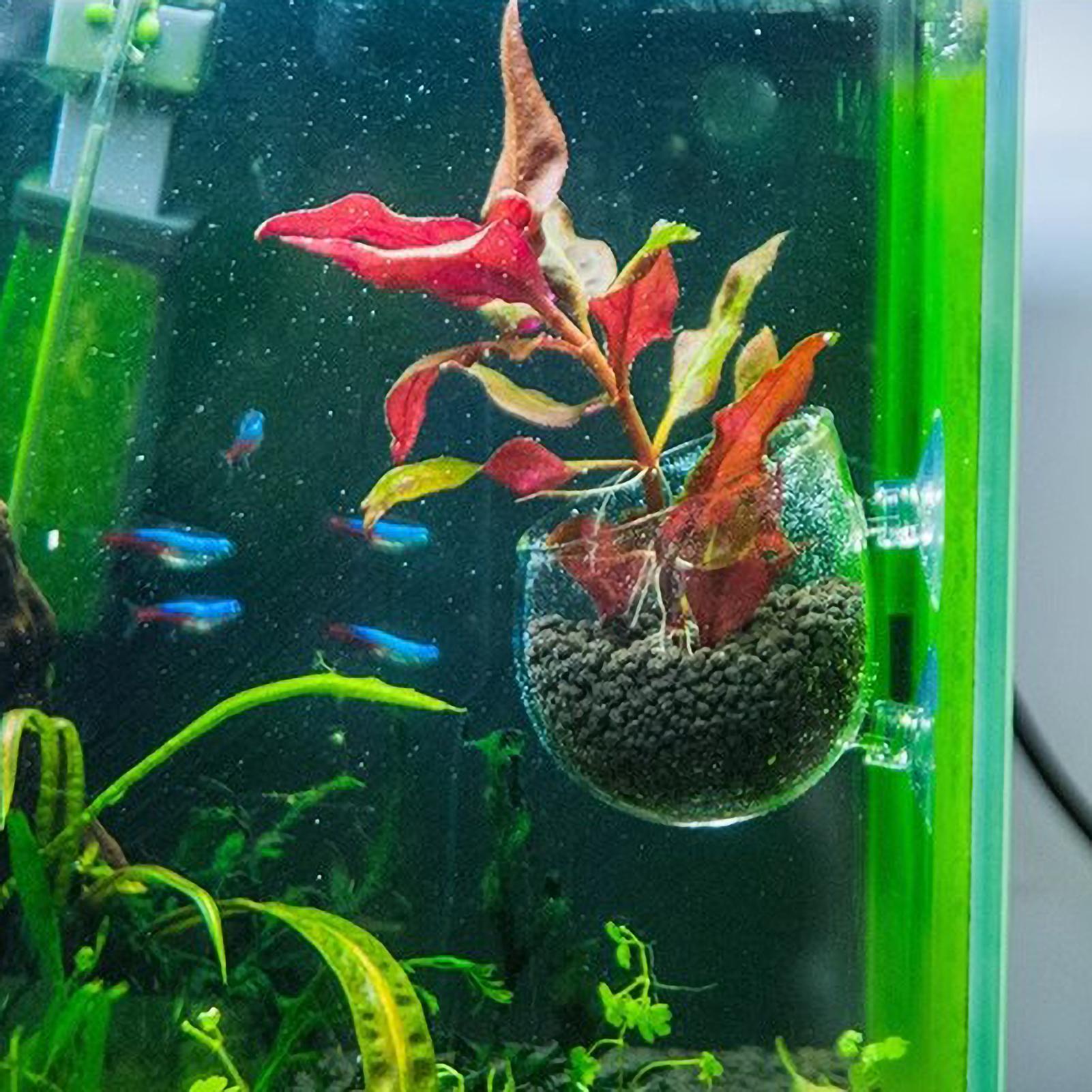 Aquarium Plant Holder Glass Aq - Marine Aquarium Live recension och pris