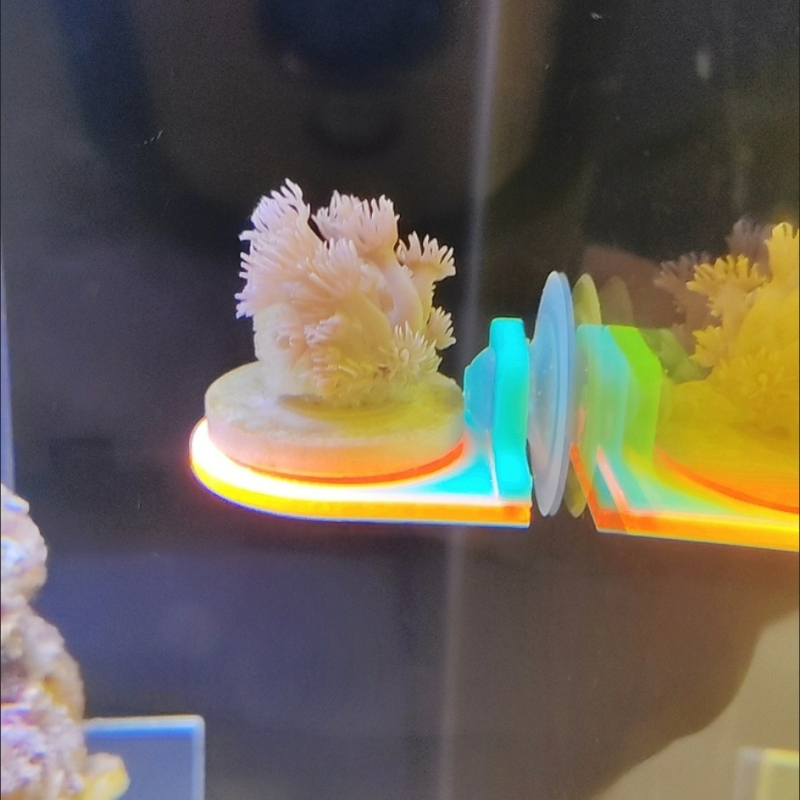 Color Random Coral Frag Holder - Marine Aquarium Live recension och pris